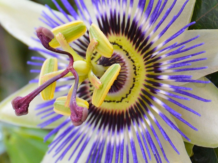 自然のデザインはすごいなあ。かなり変わった姿をした植物達。