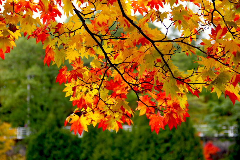 紅葉も歴史も芸術も楽しめる!そらち炭鉱の記憶アートプロジェクトに行ってきた