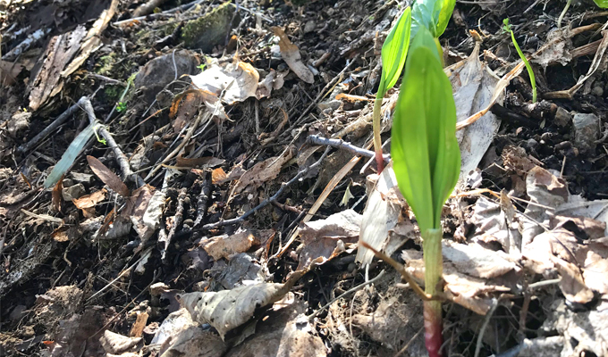春と言えば山菜!北海道で行者にんにくを採りにいこう!